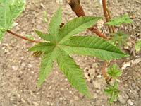 Ricin, Ricinus communis (fam Euphorbiacees) (rg tropicales) (3) (Photo F. Mrugala)